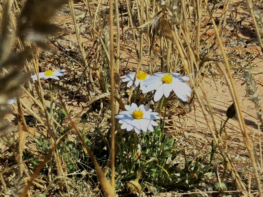 Commercial Property for Sale in Hotazel Rural Northern Cape